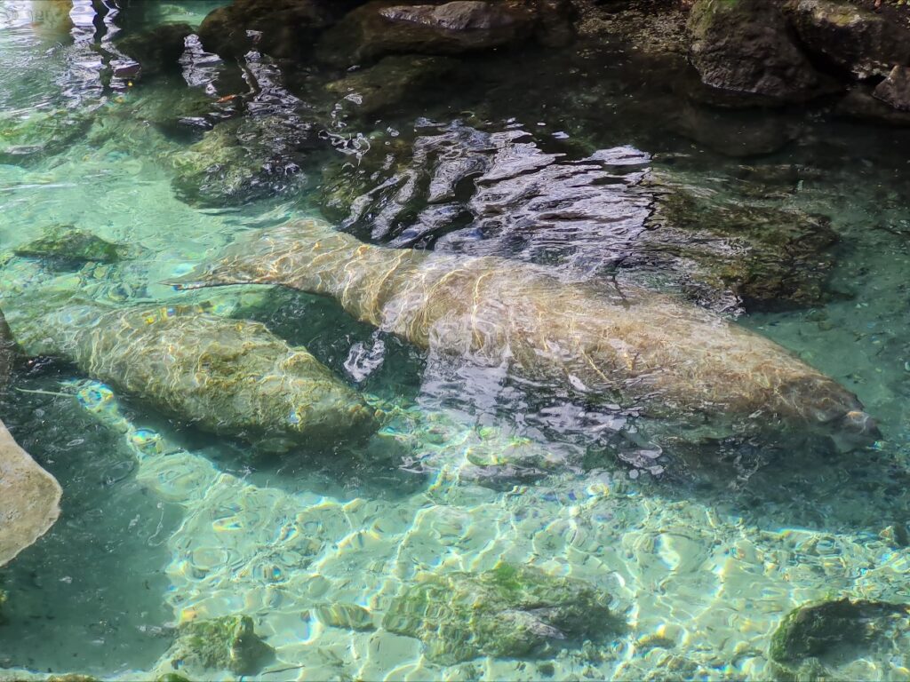 Manatees in Three Sisters Springs, Crystal River