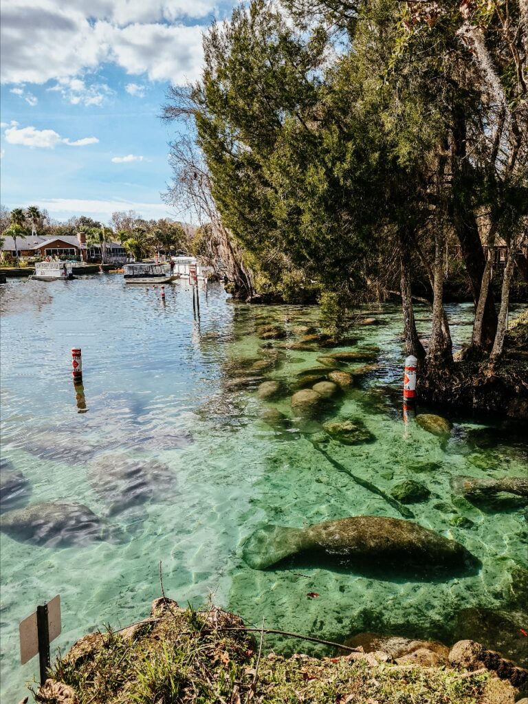 Three Sisters Springs Entrance with Manatees, Crystal River