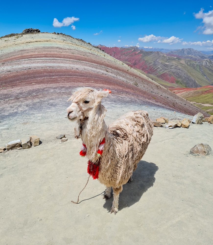 Palccoyo Rainbow Mountain Alpaca