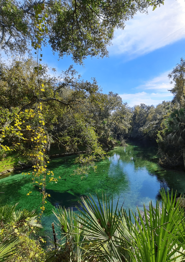 Blue Springs State Park Florida, featured