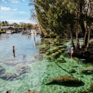 Three Sisters Spring Entrance with Manatees